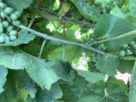 ”パルマレス” ヴィーノロゼスプマンテ / テヌータ ゴルギ・トンディ 4 IMG 0454