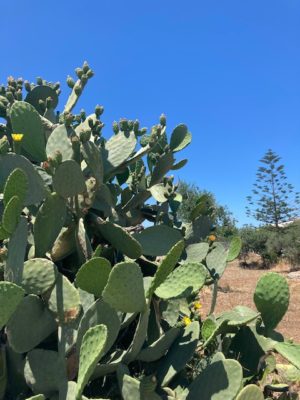 Polignano a mare ---Volareを作った歌手の地元です。 11 IMG 2328 1